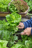 Harvesting Lettuce 'Little Gem' - Lactuca sativa