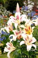 Lilium 'Hotspot'