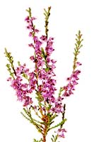 Calluna vulgaris - Heather