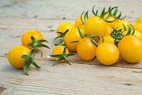 Lycopersicon lycopersicum  'Jelly Bean Red and Yellow' - tomatoes on wooden surface