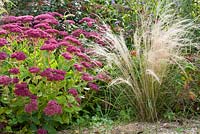 Sedum spectabile 'Herbstfreude',  Stipa tenuissima. Madelien van Hasselt.