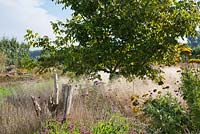 Autumn borders - Juglans regia 'Hansen' - English walnut, Lespedeza formosa, Deschampsia cespitosa, Achillea filipendula. Madelien van hasselt.