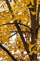 Carya laciniosia - Kingnut or Shellbark hickory - October, France