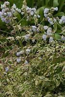 Polemonium reptans 'Stairway to Heaven' - Variegated Jacobs Ladder