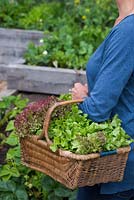 Woman carrying a wicker basket containing a variety of harvested Lettuce. Loose-leaf and Lollo Rossa