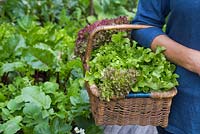 Woman carrying a wicker basket containing a variety of harvested Lettuce. Loose-leaf and Lollo Rossa