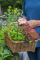 Woman carrying a wicker basket containing a variety of harvested Lettuce. Loose-leaf and Lollo Rossa