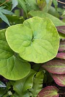 Asarum canadense with Epimedium