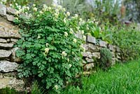 Corydalis ochroleuca