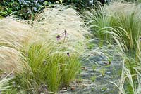 Allium Pulchellum with Nassella tenuissima. Piet Oudolf garden Hummelo.