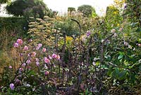 Piet Oudolf garden Hummelo. Anemone japonica, Actaea simplex James Compton, Foenicum vulgare, Deschampsia cespitosa.