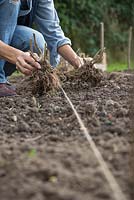 Planting bare root Verbenas in allotment bed using a string guide