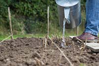 Watering bare root Verbenas in an allotment bed