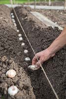 Using a string guide to plant bulbs in a shallow trench