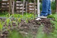 Hoeing the allotment beds to break up the surface and destroy weeds