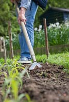 Hoeing the allotment beds to break up the surface and destroy weeds