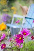 Cosmos bipinnatus 'Versailles Tetra' with a view to a deckchair with cut flowers