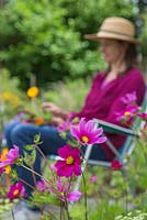 Cosmos bipinnatus 'Versailles Tetra' with woman creating floral arrangement in background