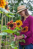 A woman cutting Helianthus annuus 'Harlequin' flowers