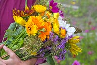 A woman holding a bundle of cut flowers from the cutting garden. Verbena bonariensis, Calendula officinalis, Allium seedheads and Cosmos