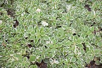 Plectranthus forsteri 'Marginatus' - Swedish Ivy