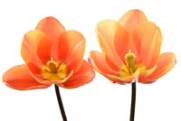 Tulipa 'Apricot Foxx' - Tulip.  Triumph Group.  Often listed as 'Apricot Fox', April