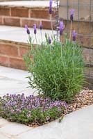 Small gravel bed in a patio containing Lavender and Thyme
