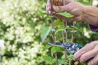 Taking softwood cuttings of Salvia 'Amistad'