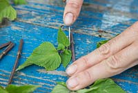 Remove any leaves remaining at the bottom of your Salvia 'Amistad' cuttings