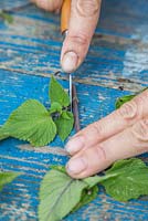 Remove any leaves remaining at the bottom of your Salvia 'Amistad' cuttings