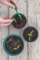 Pricking out Tomato 'Marmande' seedlings