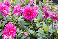 Dahlia 'Jocondo' flowering in late summer