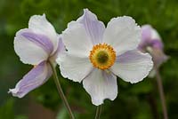 Anemone 'Dreaming Swan' 