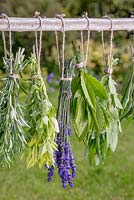 Drying a selection of herbs outside on a wooden beam. Rosemary, Oregano, Lavender and Bay leaves