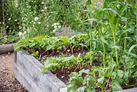 A raised vegetable bed containing Beetroot and Sweetcorn crops