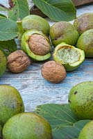 English Walnut - Juglans regia with half of the shell removed exposing the nut