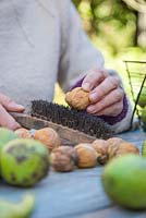 Cleaning English Walnuts - Juglans regia with a wire brush