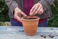 Planting an English Walnut - Juglans regia into a terracotta pot