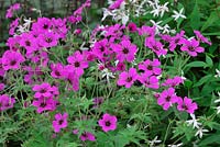 Geranium 'Patricia'