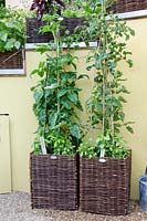 Tomato plants underplanted with Basil in wicker containers - The Burgon 