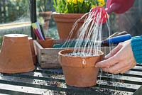 Watering freshly sown Tomato 'Gardener's Delight' seeds