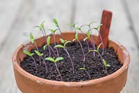 Growth development of Tomato 'Gardener's Delight' seedlings