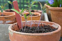 Tomato 'Gardener's Delight' seedlings ready for pricking out