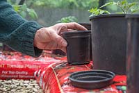 Adding small pots to Tomato grow bags to be used as watering holes