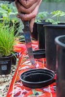 Creating holes in Tomato grow bags for inserting companion plants