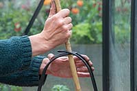 Inserting garden cane through tomato grow bag frame