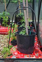 Tomato 'Gardener's Delight' with companion planting of Marigold 'Lemon Gem' - Tagetes tenuifolia, Garden Mint - Mentha spicata and Garlic Chives - Allium tuberosum