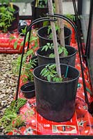 Tomato 'Gardener's Delight' with companion planting of Marigold 'Lemon Gem' - Tagetes tenuifolia, Garden Mint - Mentha spicata and Garlic Chives - Allium tuberosum