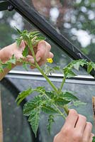 Pinching out the tips of Tomato 'Gardener's Delight' to prevent plant growing taller and to encourage crop yield