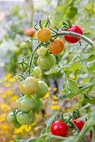 Tomato 'Gardener's Delight'